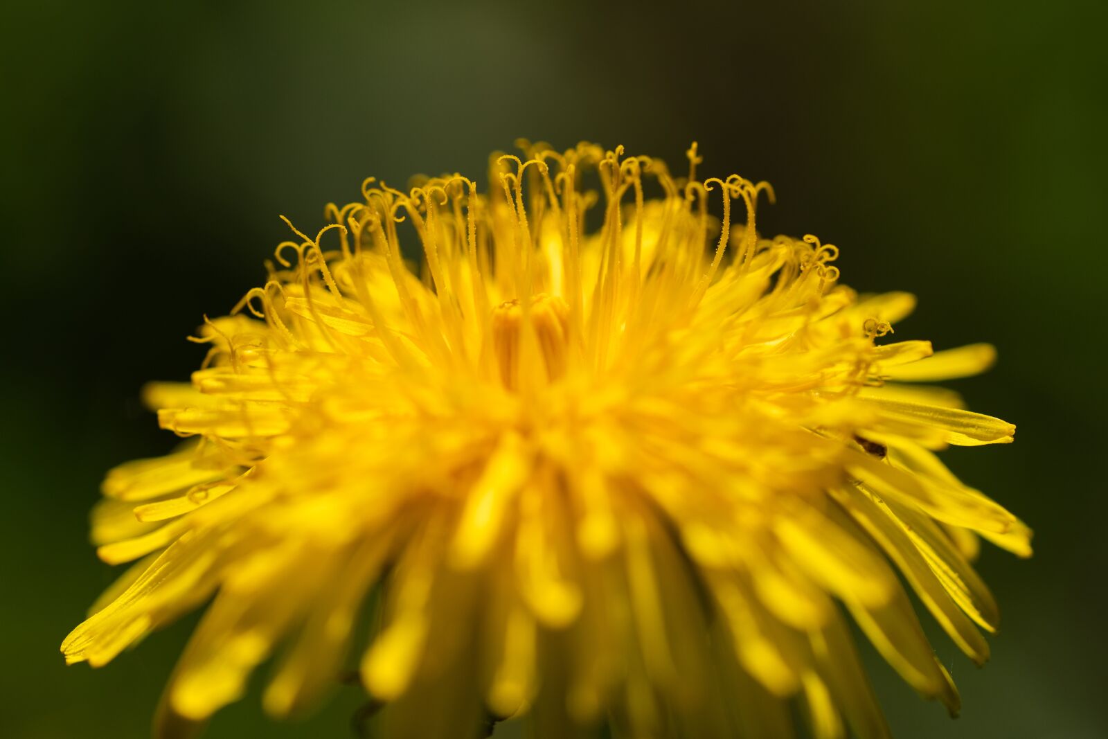 Sony a7R II + Sony FE 90mm F2.8 Macro G OSS sample photo. Dandelion, flowers, nature photography
