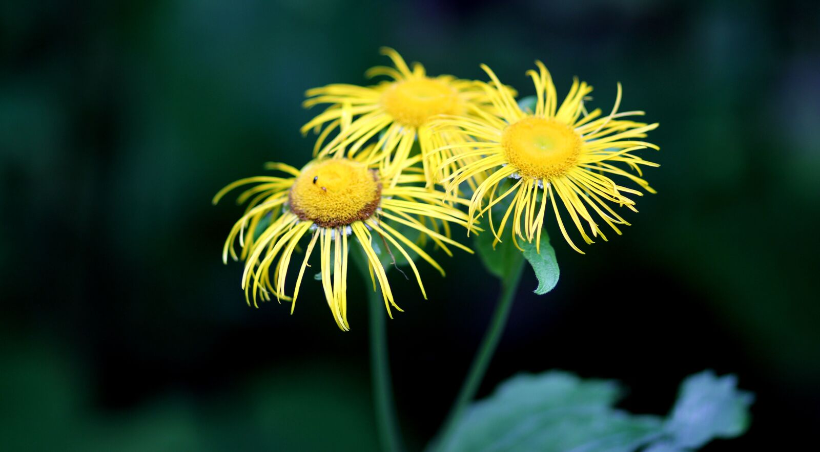 Canon EOS 700D (EOS Rebel T5i / EOS Kiss X7i) + Canon EF 85mm F1.8 USM sample photo. Daisy, flower, yellow photography