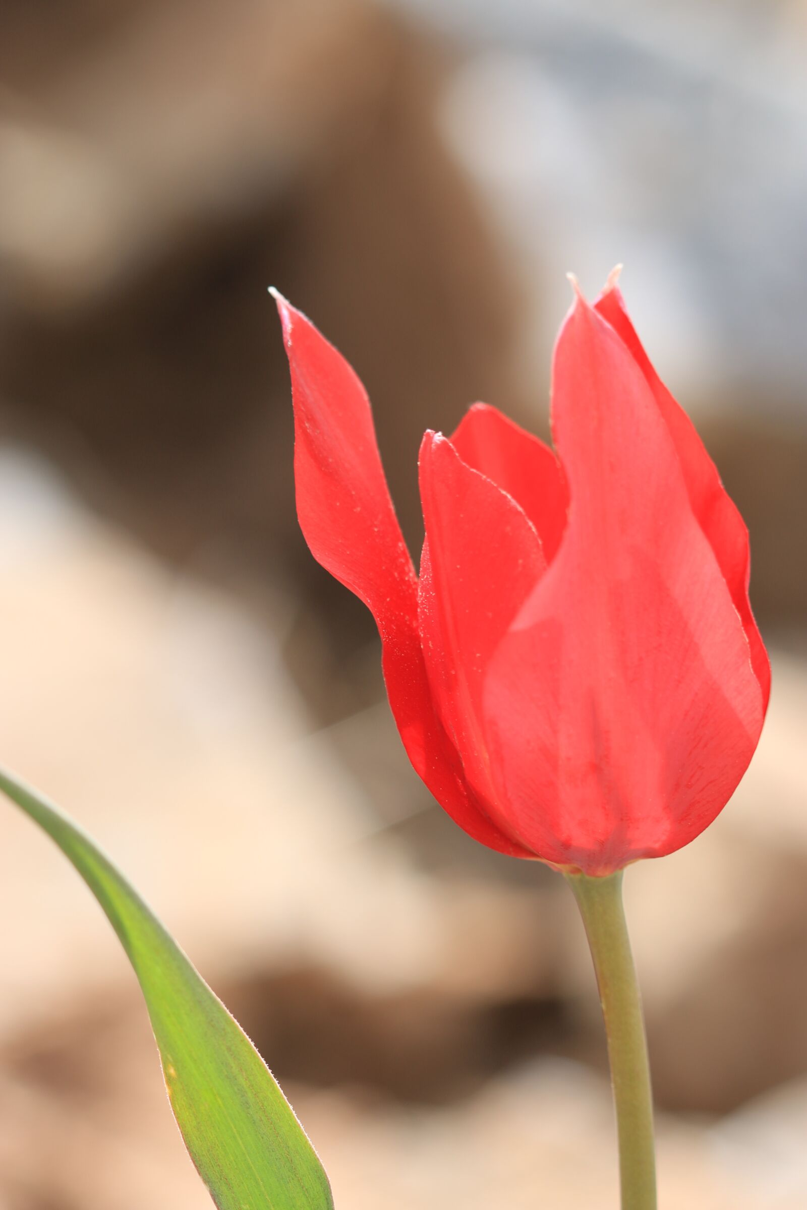Canon EOS 70D + Canon EF 100mm F2.8 Macro USM sample photo. Tulips, green, red photography