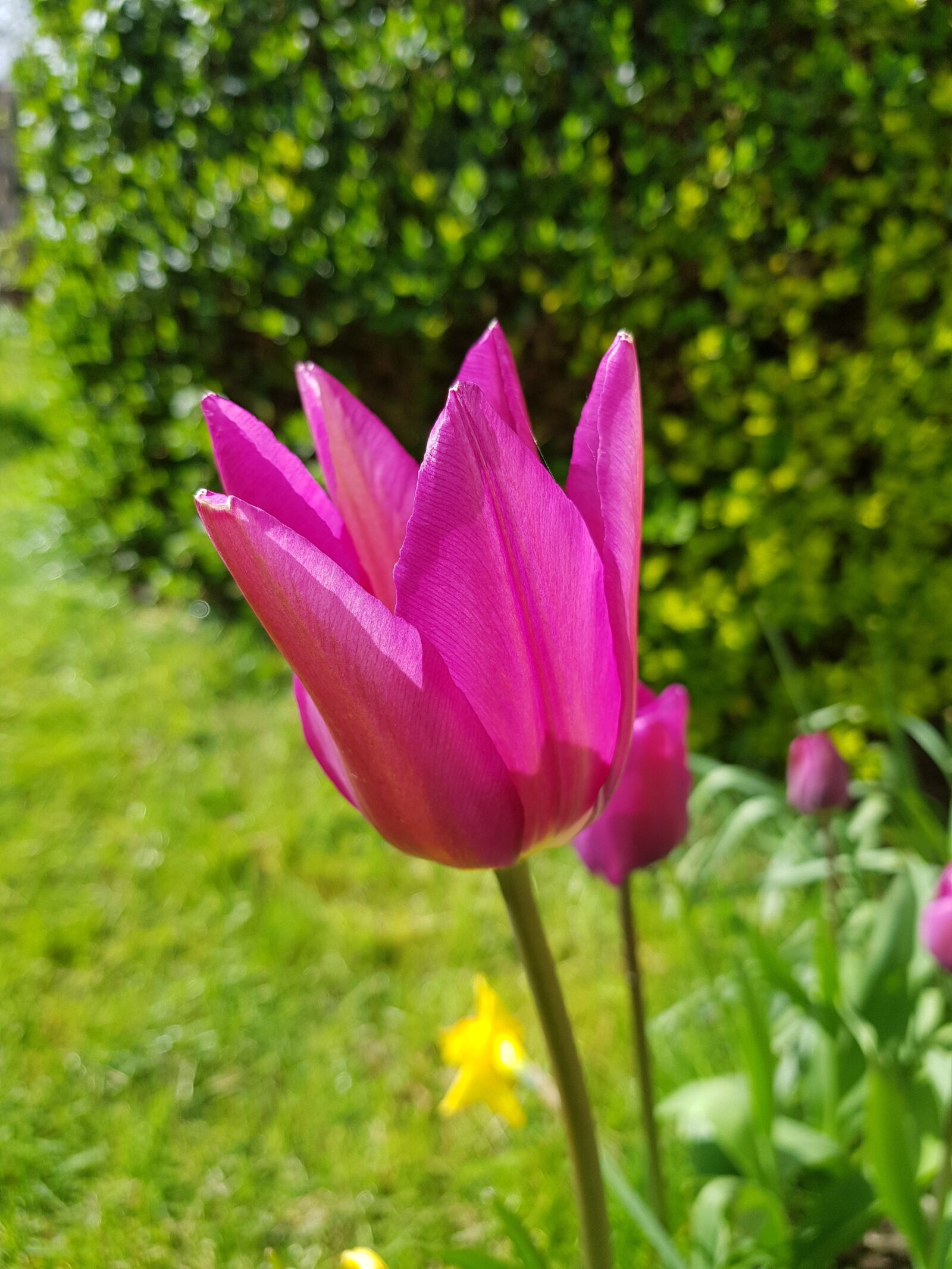 Samsung Galaxy S8+ sample photo. Nature, flora, flower photography