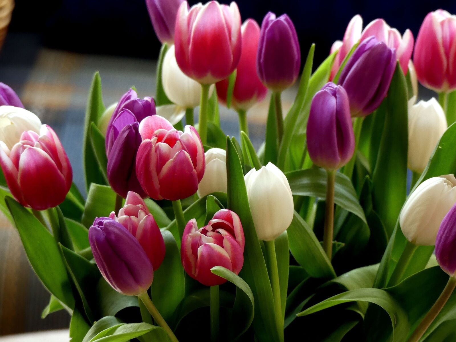 Panasonic Lumix DMC-FZ300 sample photo. Tulips, colorful, bouquet photography
