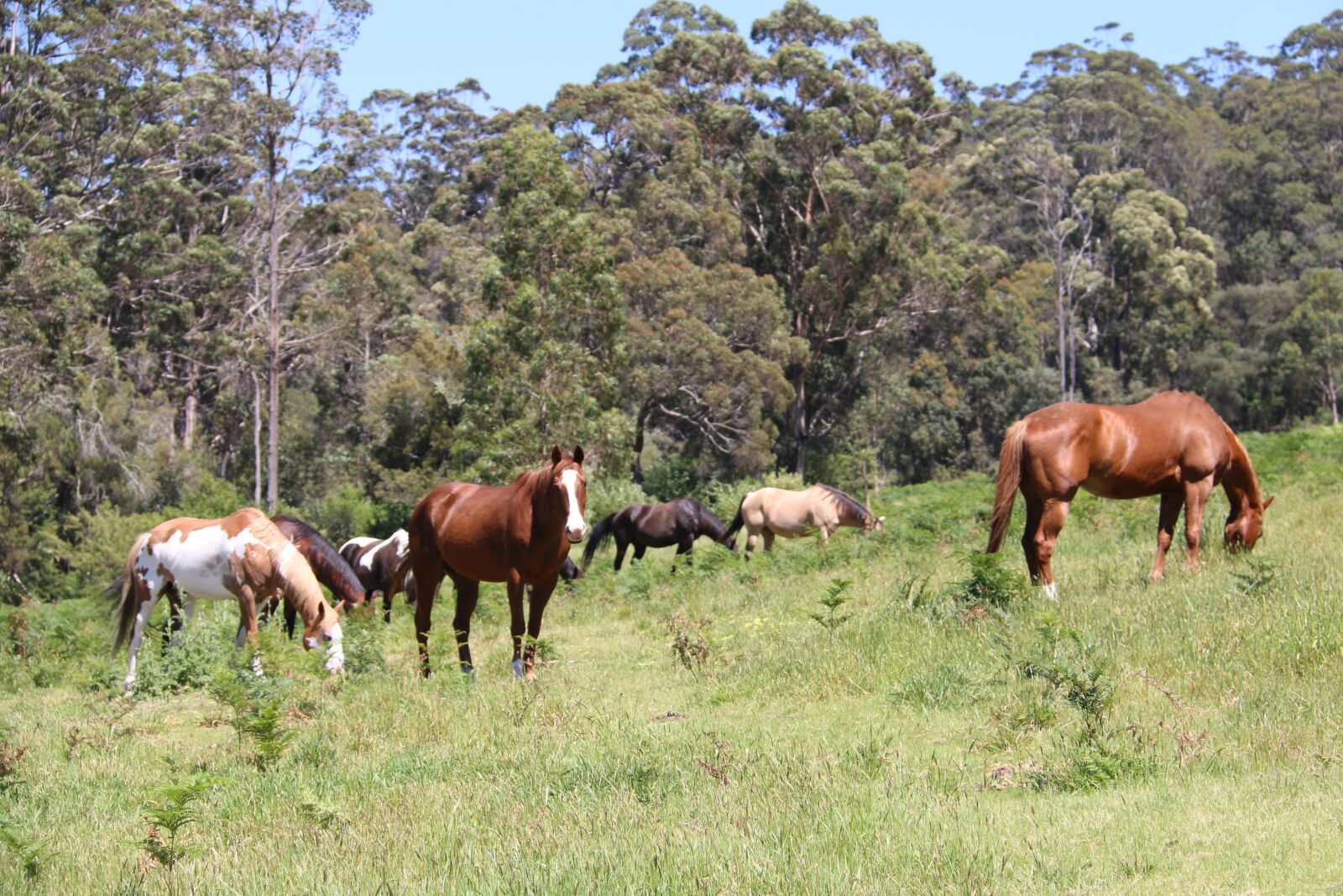 Canon EOS 70D + Canon EF-S 18-200mm F3.5-5.6 IS sample photo. Horses, herd, grazing photography