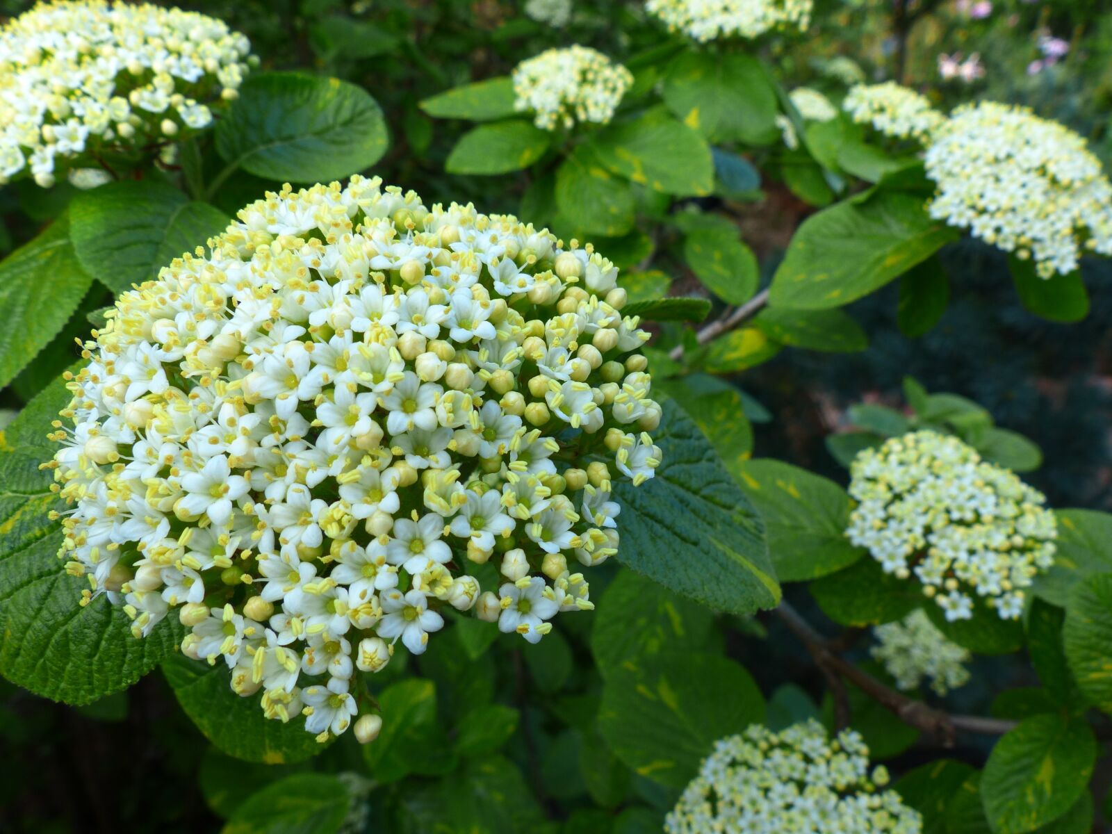 Panasonic Lumix DMC-FZ200 sample photo. Flower, nature, plant photography