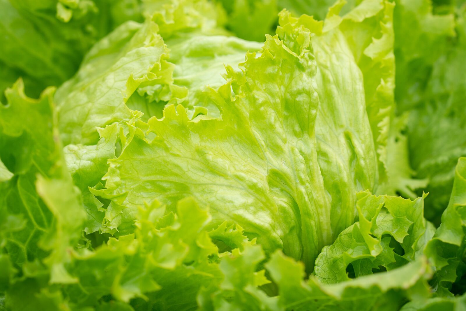 Nikon D7100 sample photo. Salad, iceberg lettuce, green photography