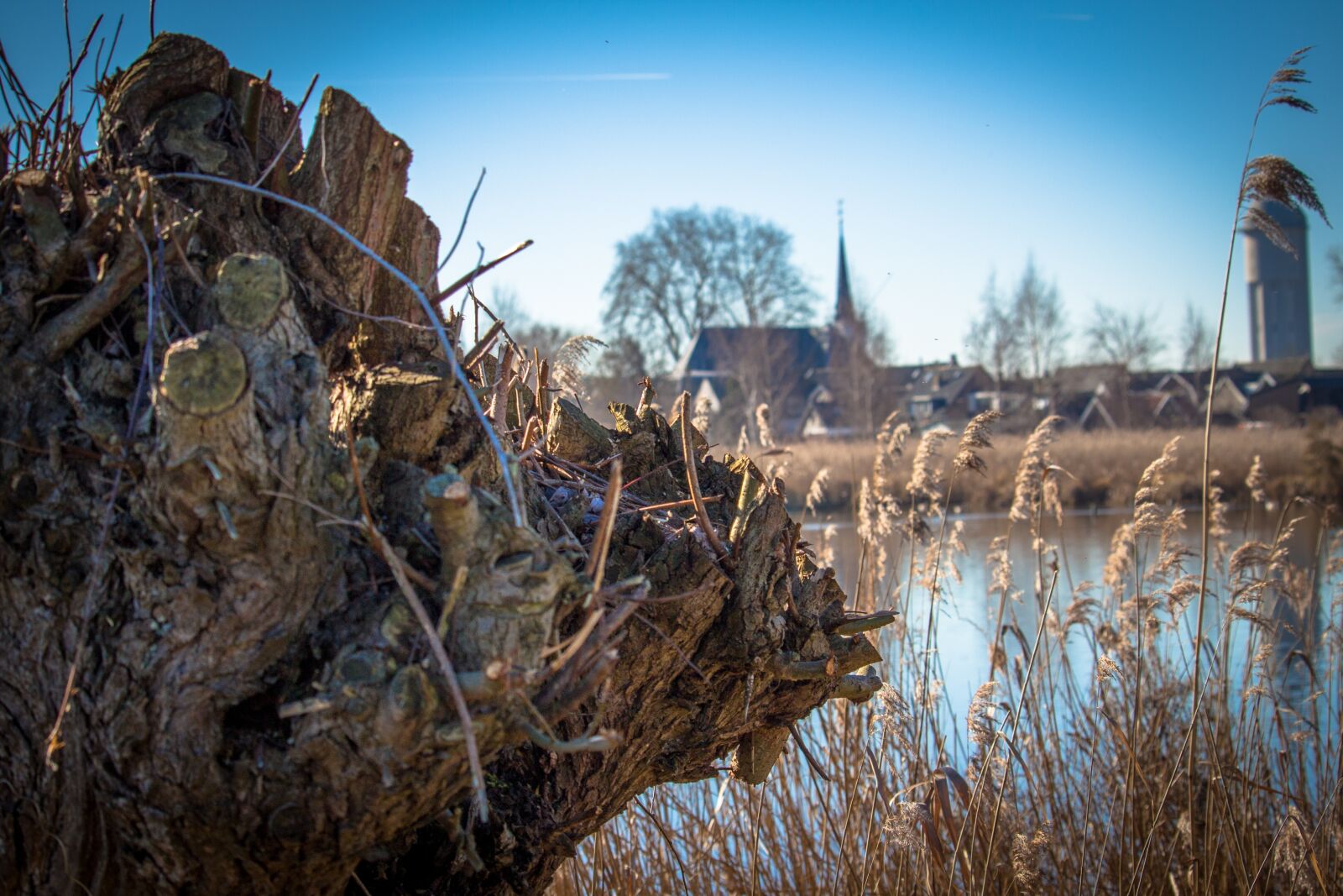 Canon EOS 100D (EOS Rebel SL1 / EOS Kiss X7) sample photo. Holland, landscape, willow photography