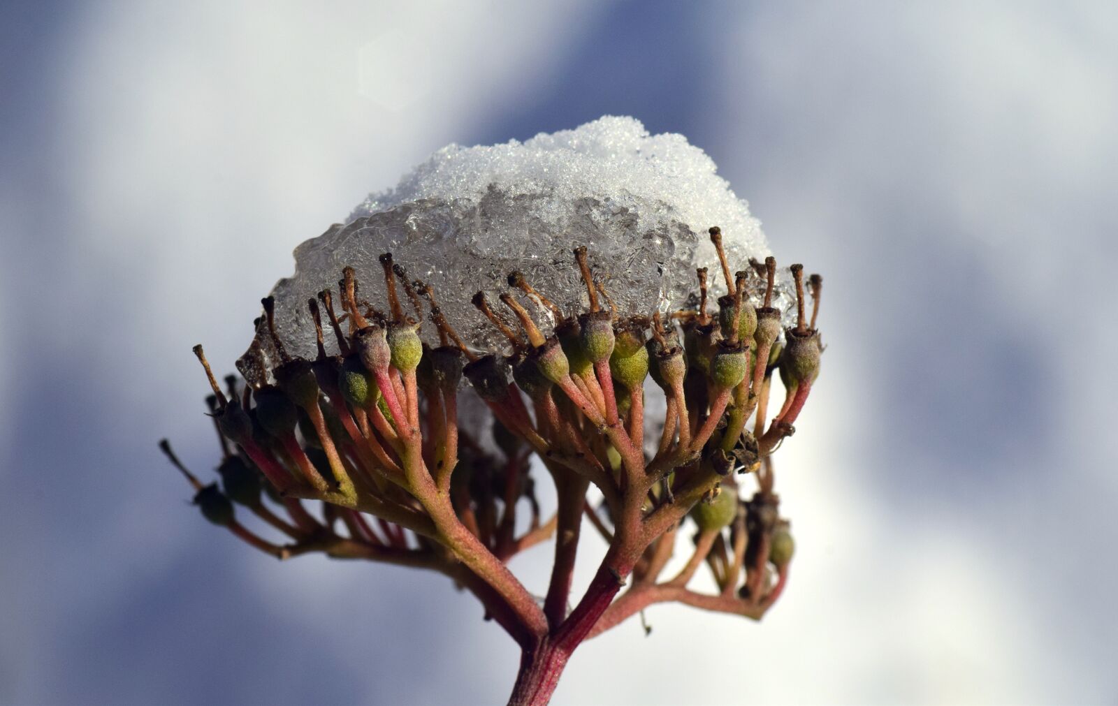 Nikon D3300 sample photo. Snow, seeds, faded photography