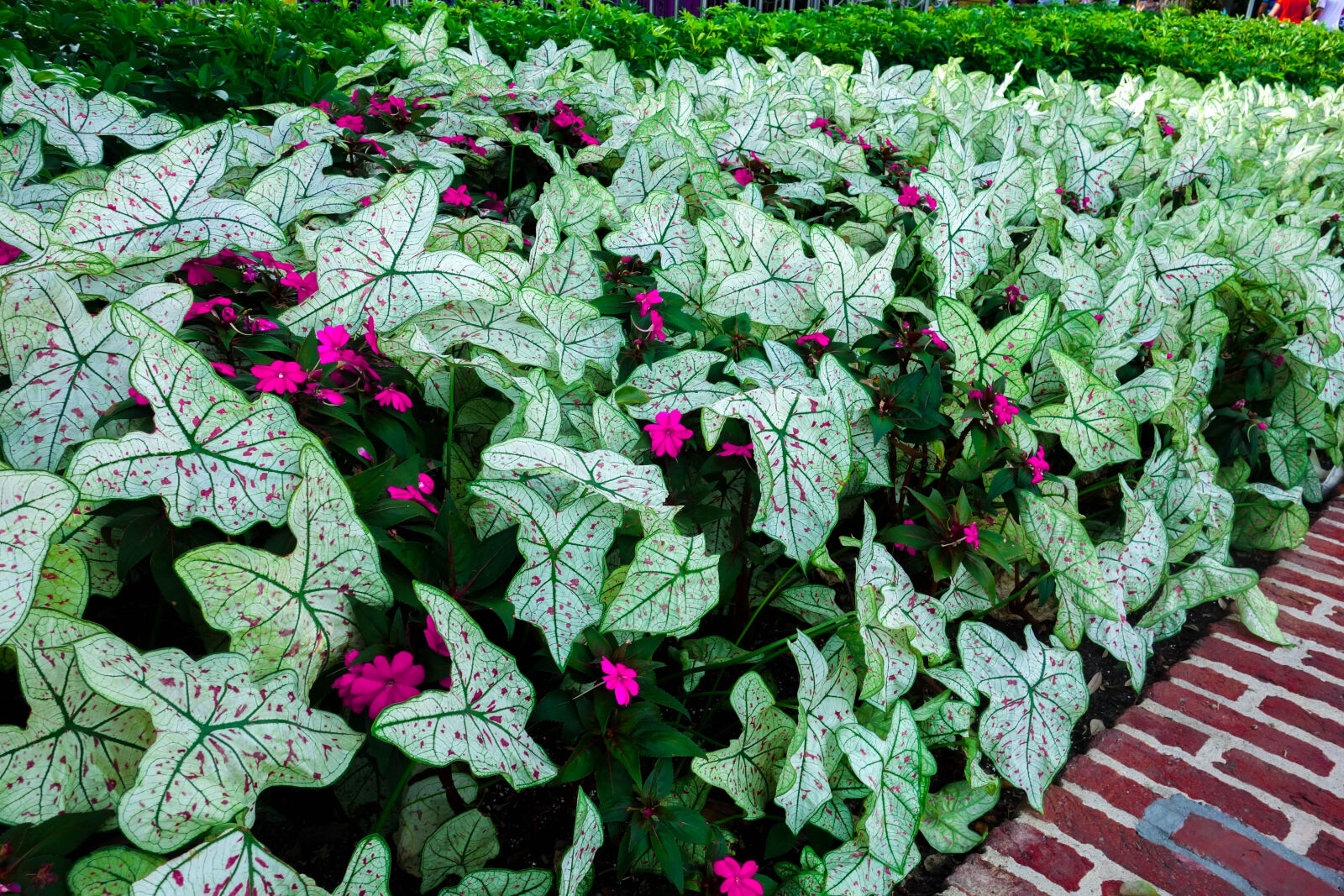 Sony Cyber-shot DSC-RX100 sample photo. Beautiful, flowers, bed, of photography