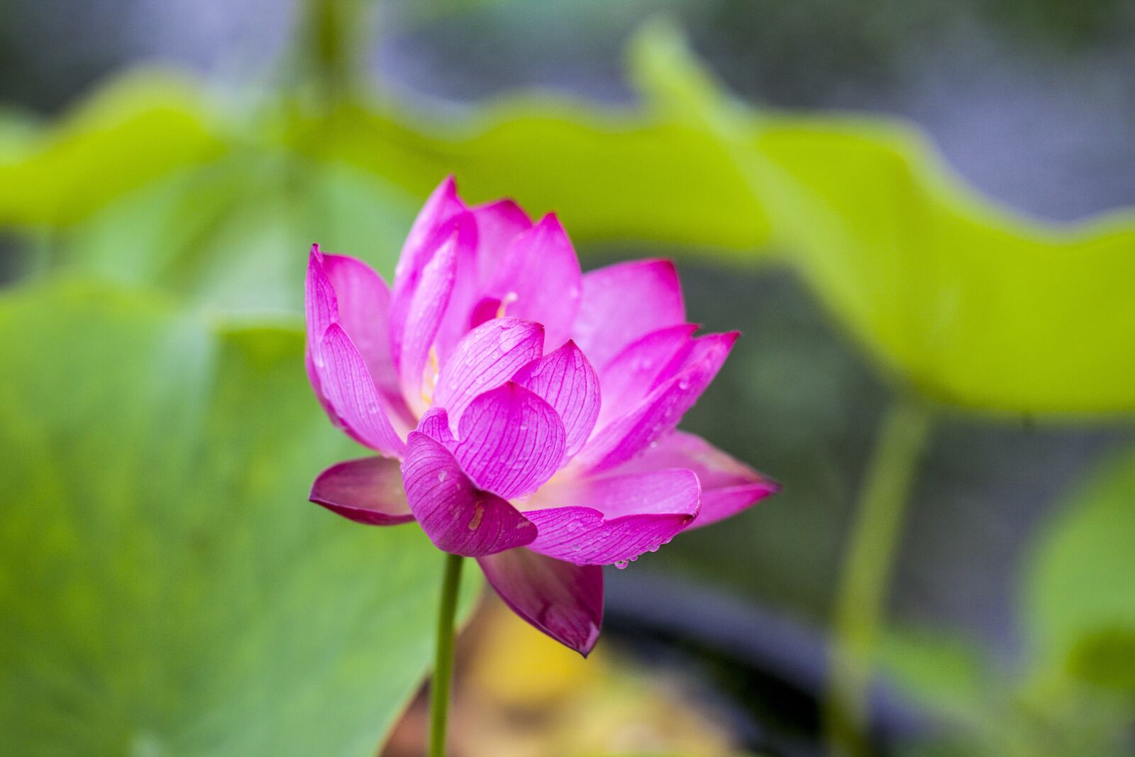 Canon EOS 5D Mark II + Canon EF 100mm F2.8L Macro IS USM sample photo. Lotus, wind, nail photography