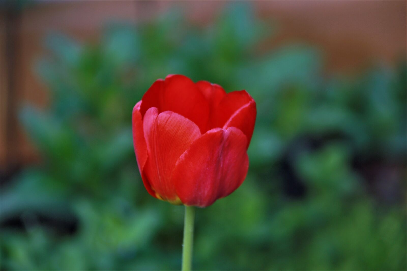 Canon EOS 550D (EOS Rebel T2i / EOS Kiss X4) sample photo. Tulip, red, double tulip photography