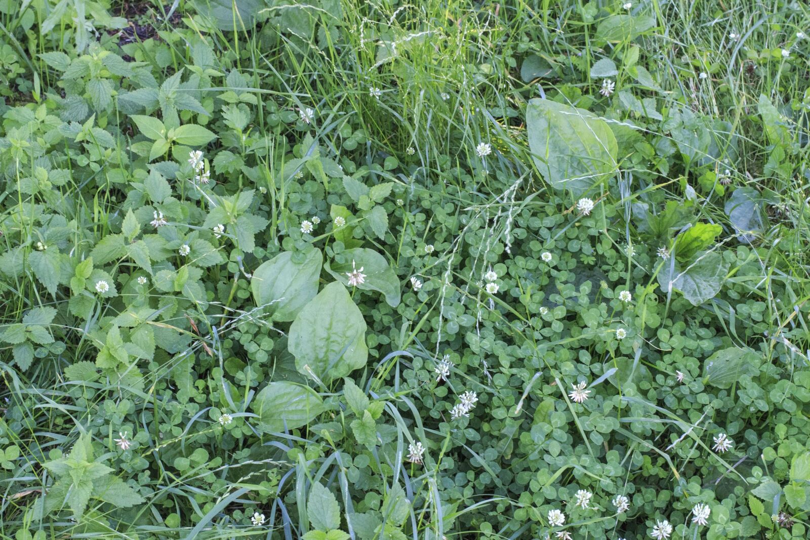Canon EOS 100D (EOS Rebel SL1 / EOS Kiss X7) sample photo. Leaf, grass, plant, flora photography