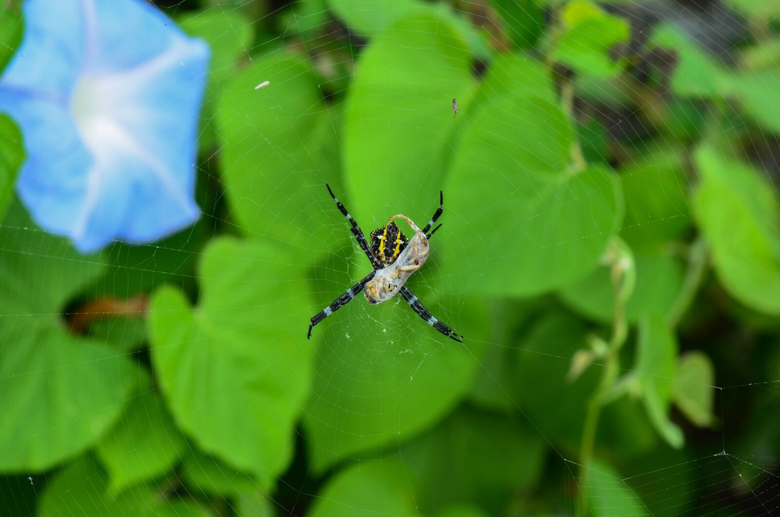 Nikon D7000 sample photo. Spider, wasp photography