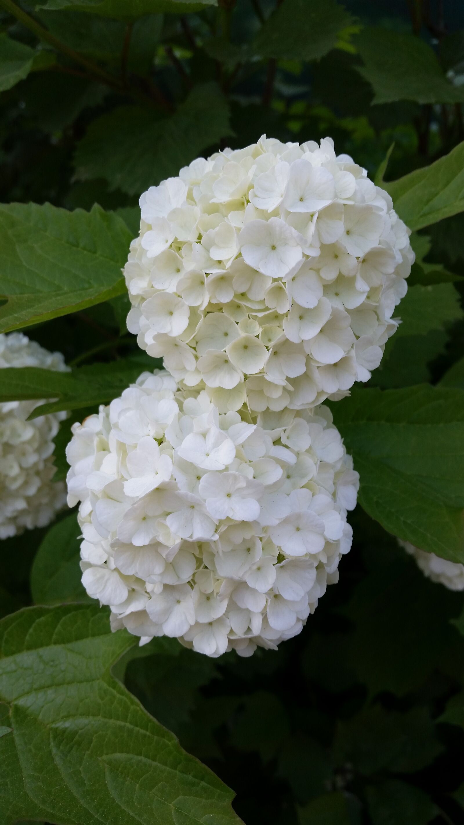 Samsung Galaxy S5 sample photo. Hydrangea, white, flowers photography