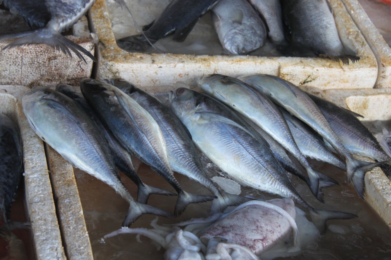 Canon EOS 500D (EOS Rebel T1i / EOS Kiss X3) sample photo. Fish, thailand, market photography