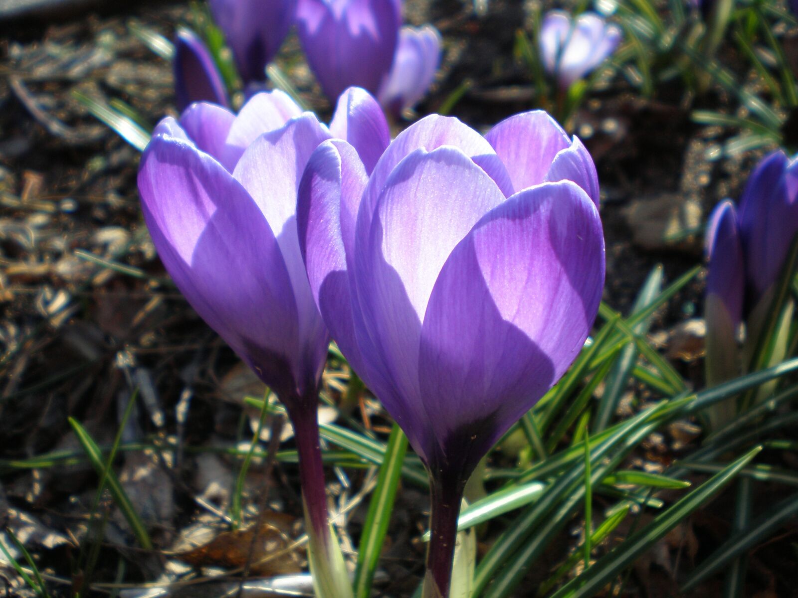 Olympus FE190/X750 sample photo. Crocus, purple, spring photography