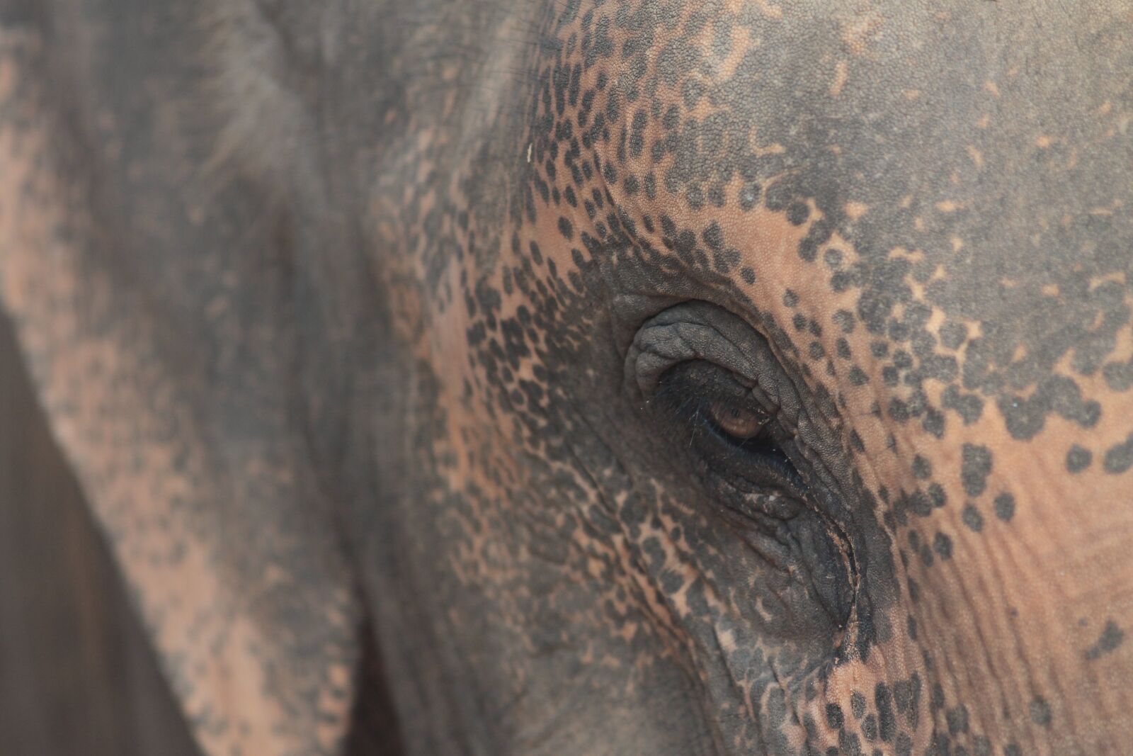 Canon EOS 1100D (EOS Rebel T3 / EOS Kiss X50) sample photo. Elephant, nature, the environment photography