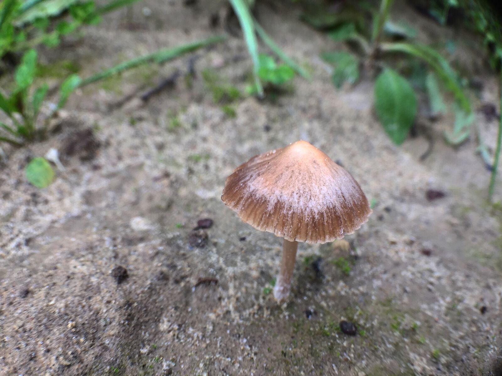 Apple iPhone 6 sample photo. Mushroom, nature, meadow in photography