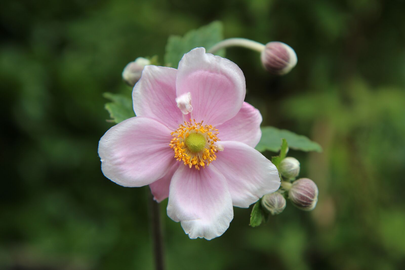 Canon EOS 600D (Rebel EOS T3i / EOS Kiss X5) sample photo. Anemone, anemone japan, flowering photography