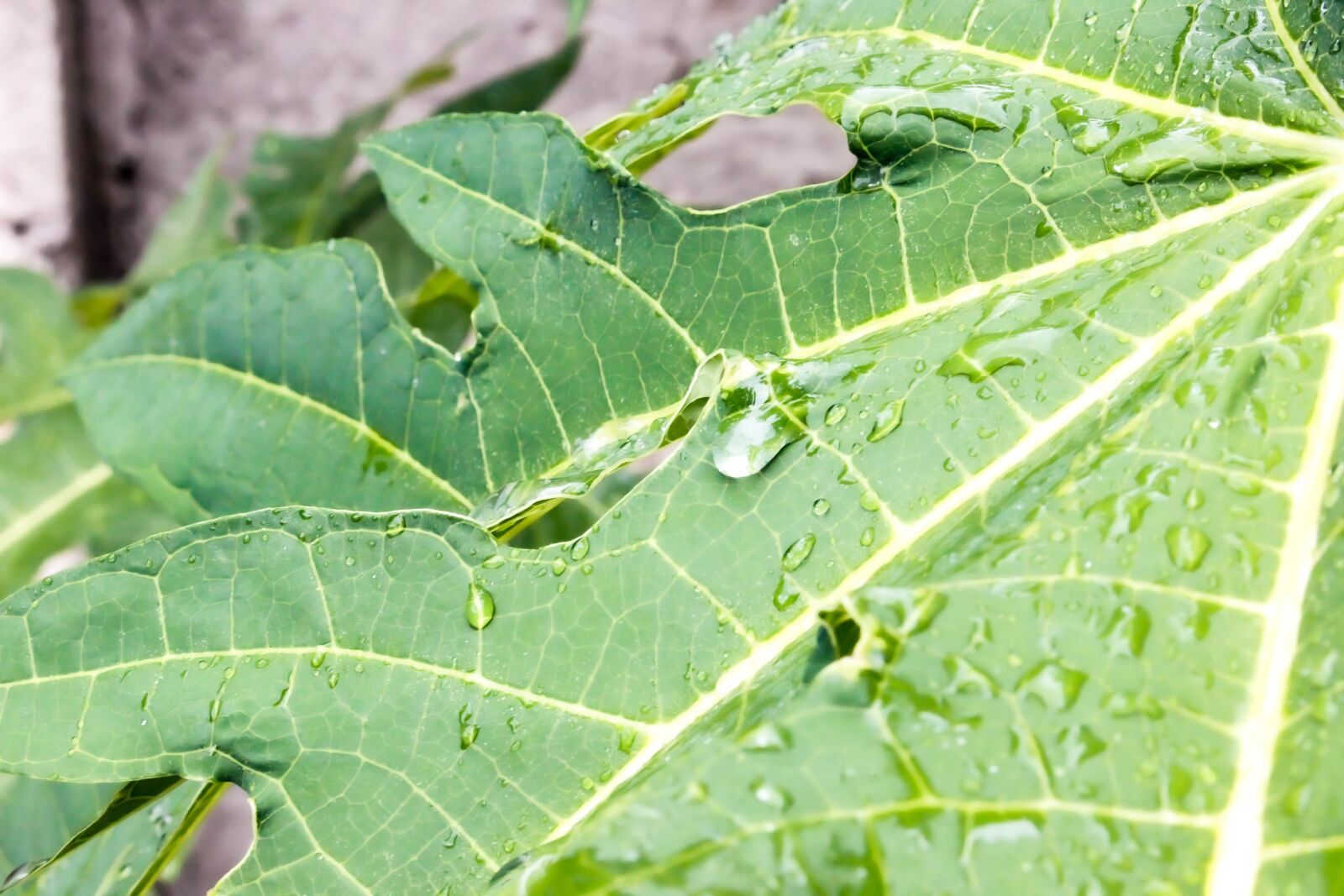 Canon EOS 600D (Rebel EOS T3i / EOS Kiss X5) sample photo. Water, droplet, leaves photography