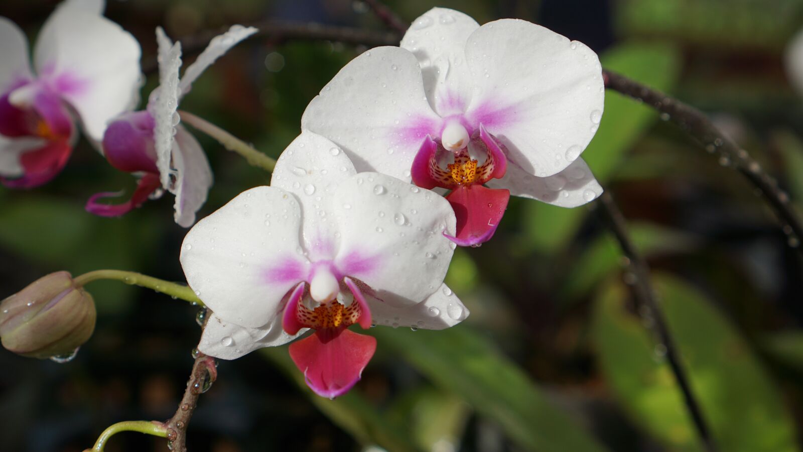 Sony a6000 + Sony E 35mm F1.8 OSS sample photo. Orchid, purple, white photography