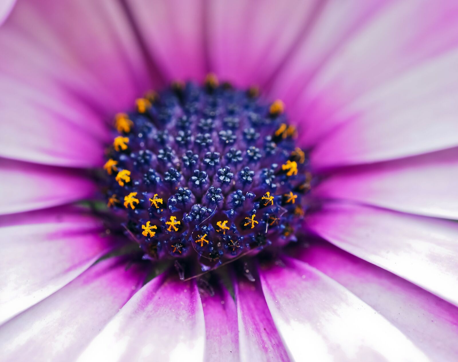 Olympus OM-D E-M10 sample photo. Cape basket, flower, composites photography