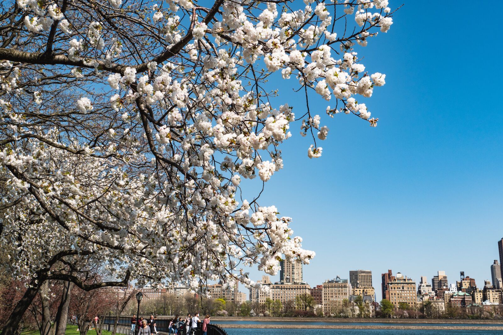 Panasonic Lumix DC-G9 sample photo. Central park, spring, tree photography