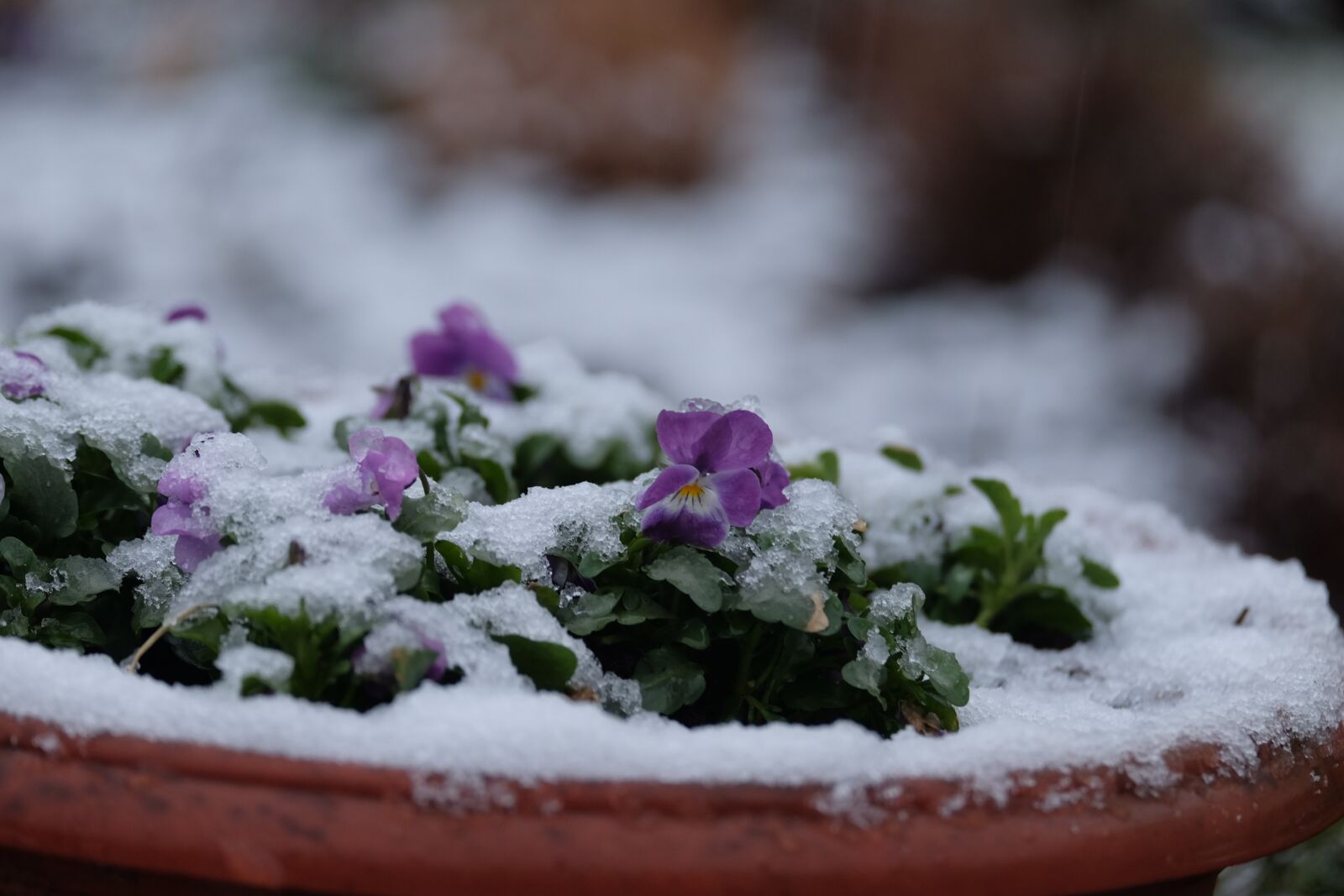 Fujifilm X-E2 sample photo. Flower, close up, winter photography