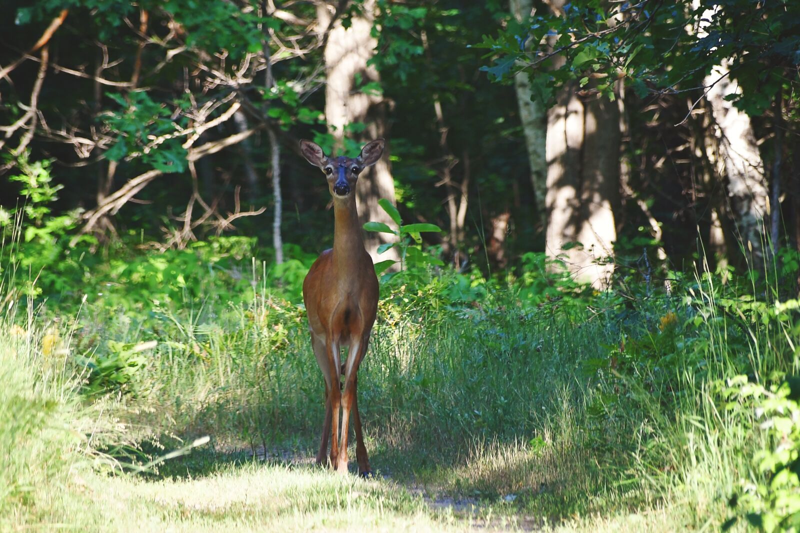 Nikon D7500 sample photo. Deer, outdoors, nature photography