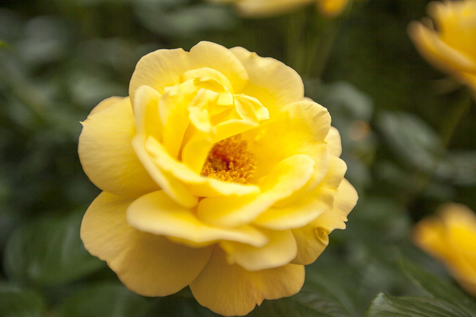 Canon EF 16-35mm F2.8L II USM sample photo. Yellow, rose, flower photography