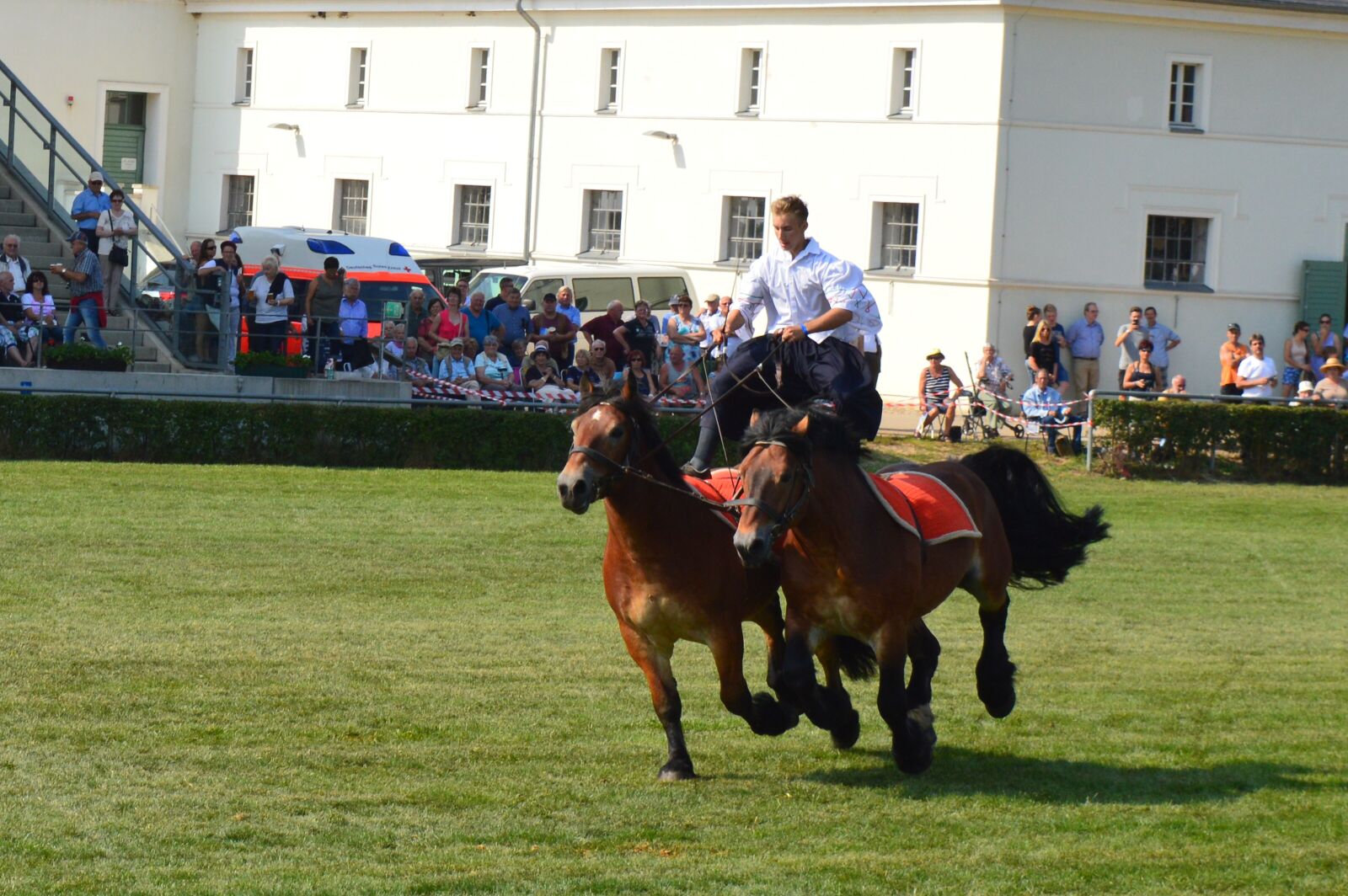 Nikon D3200 sample photo. Hungarian post, horse, kaltblut photography