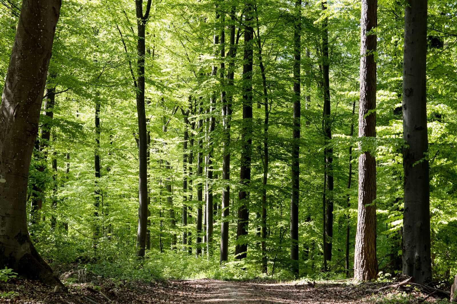 Canon EOS 80D sample photo. Deciduous forest, trees, nature photography