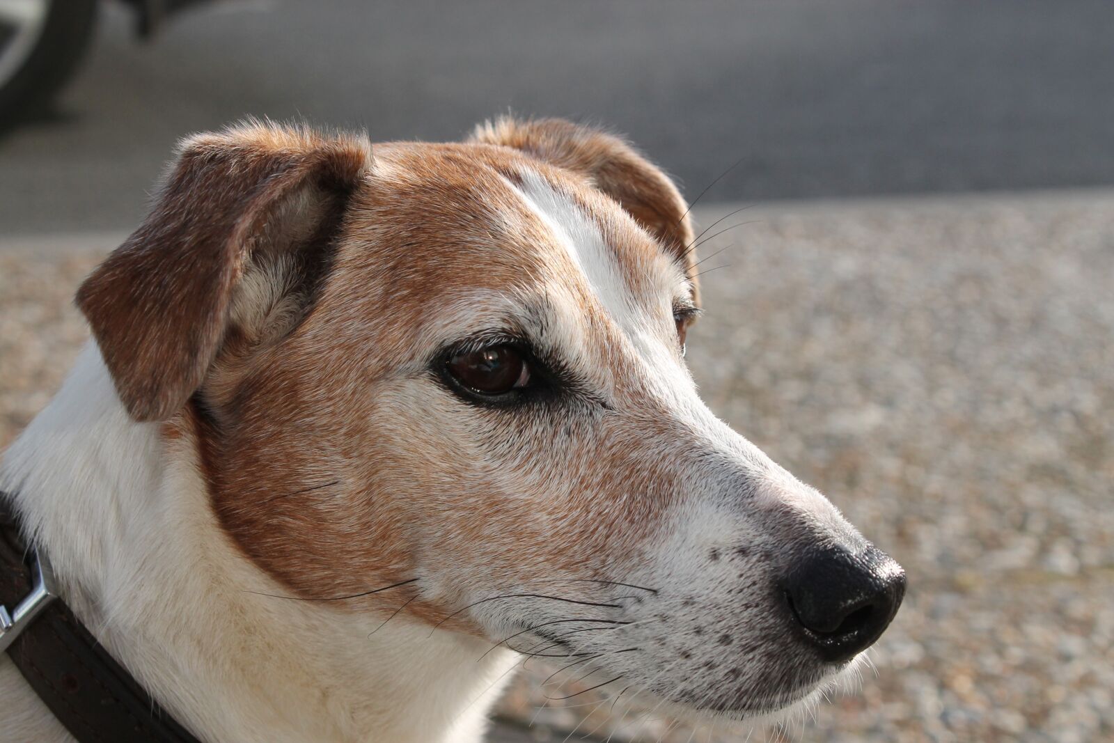 Canon EOS 1100D (EOS Rebel T3 / EOS Kiss X50) sample photo. Jack russell, dog, happy photography