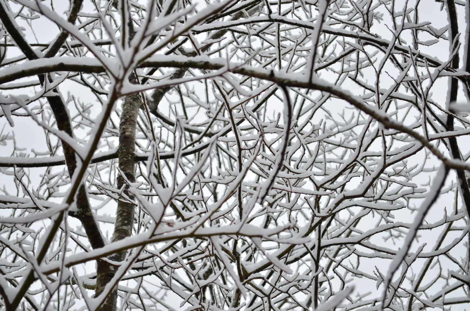 Nikon D5100 sample photo. Tree, snow, branches photography