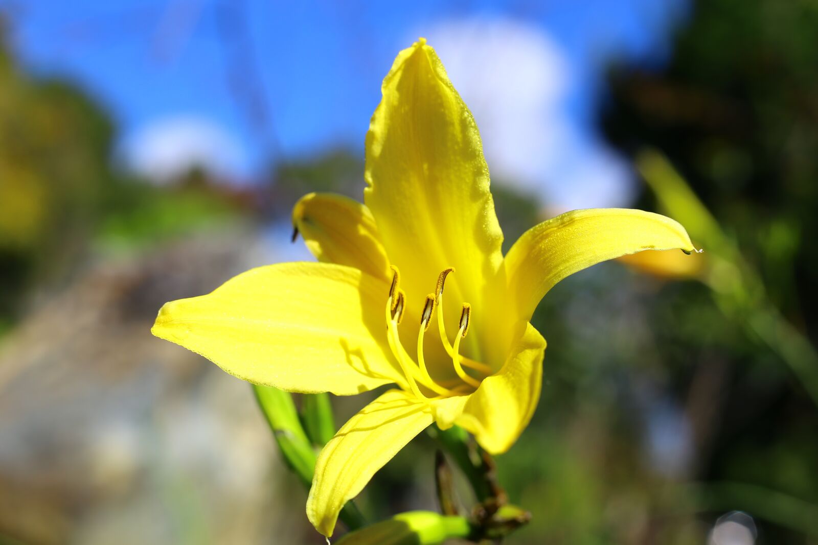 Canon EOS 6D + Canon EF 50mm F1.8 STM sample photo. The garden, flower, gold photography
