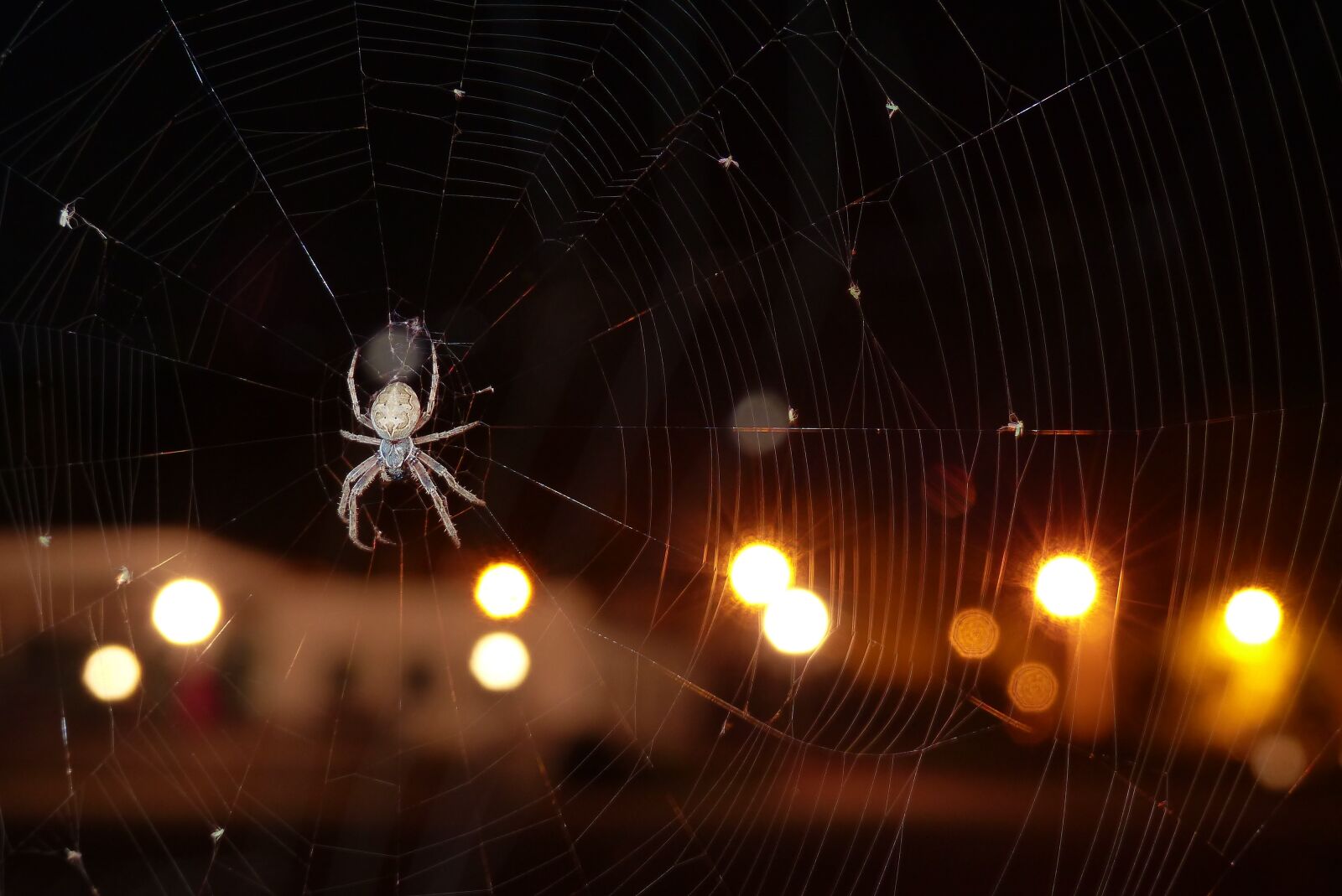 Panasonic Lumix DMC-FZ200 sample photo. Ko osz slit, arachnids photography