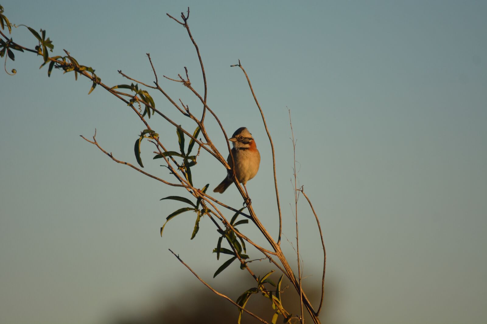 Nikon D5200 sample photo. Ave, sparrow, nature photography