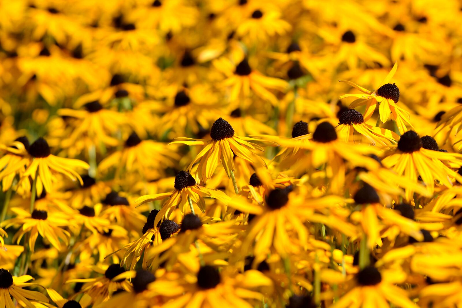 Nikon D3100 sample photo. Flower, coneflower, yellow photography