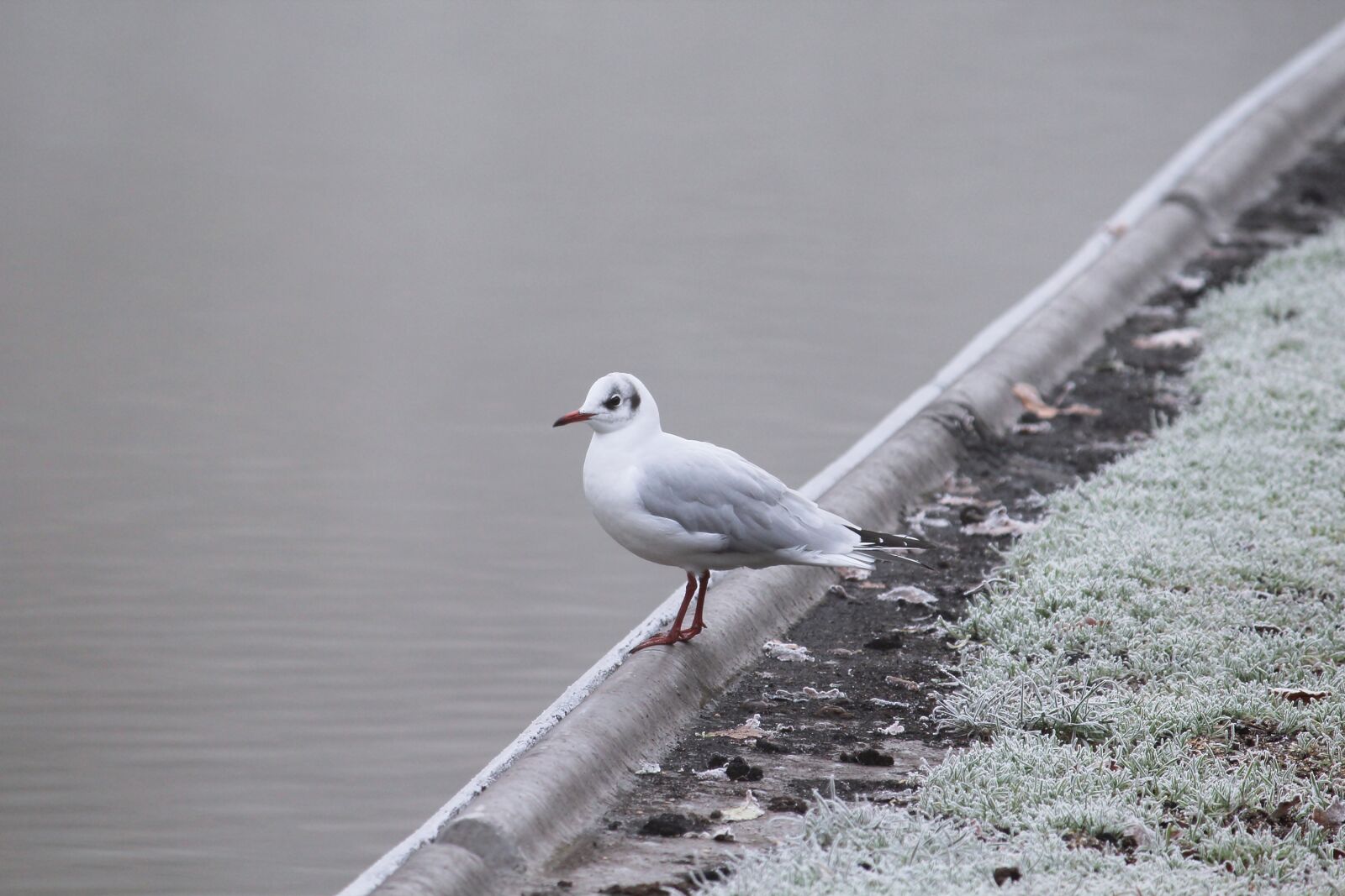 Canon EOS 1200D (EOS Rebel T5 / EOS Kiss X70 / EOS Hi) sample photo. Seagull, water bird, bird photography