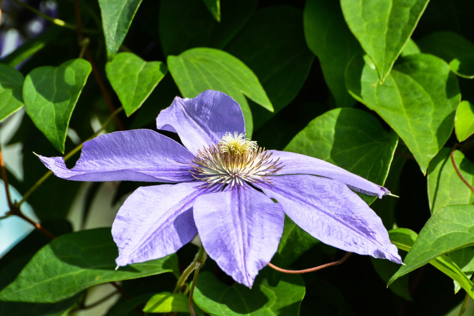 Nikon D5200 sample photo. Plant, nature, flower photography