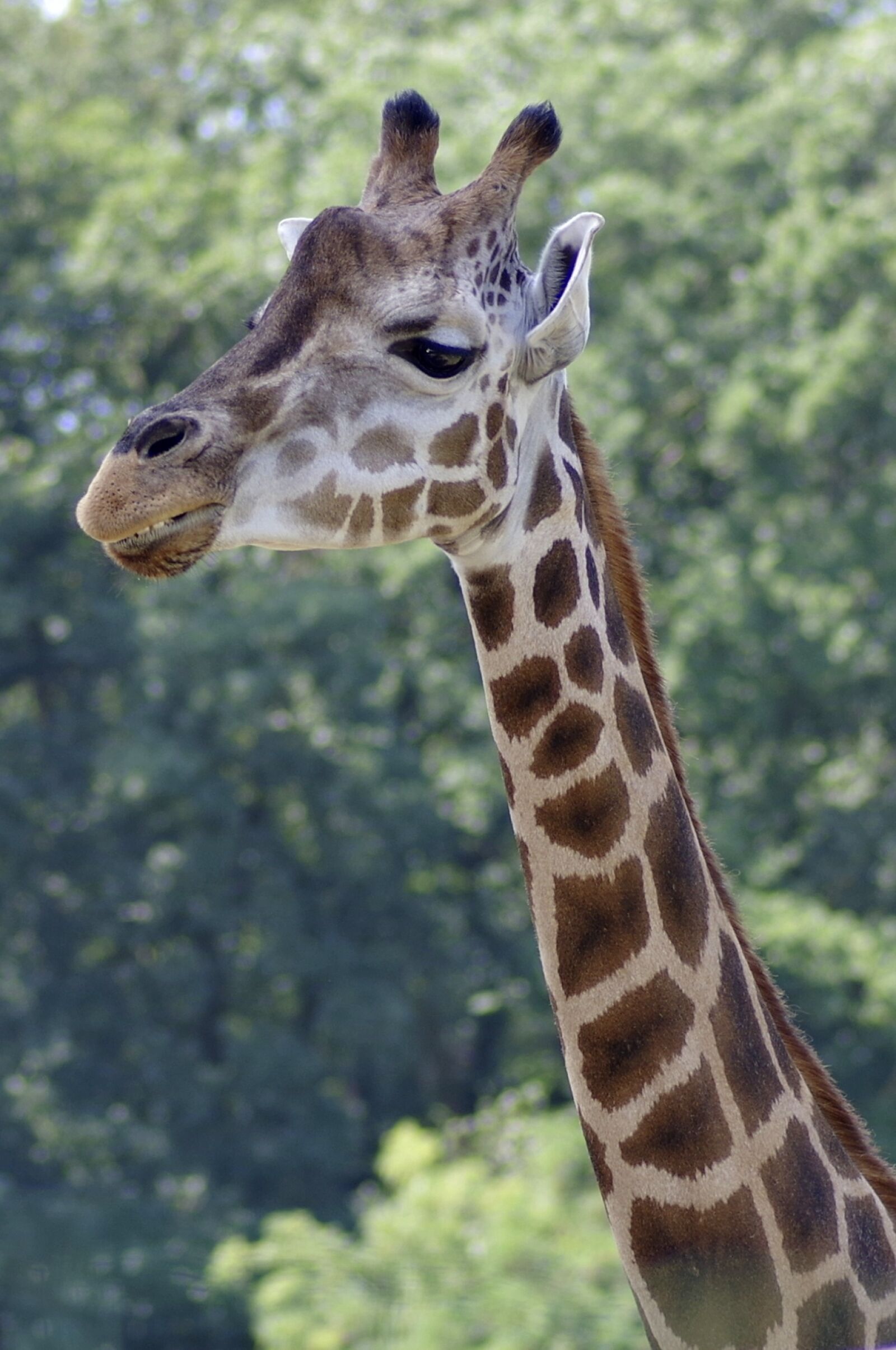 Pentax K-S2 sample photo. Giraffe, neck, the head photography