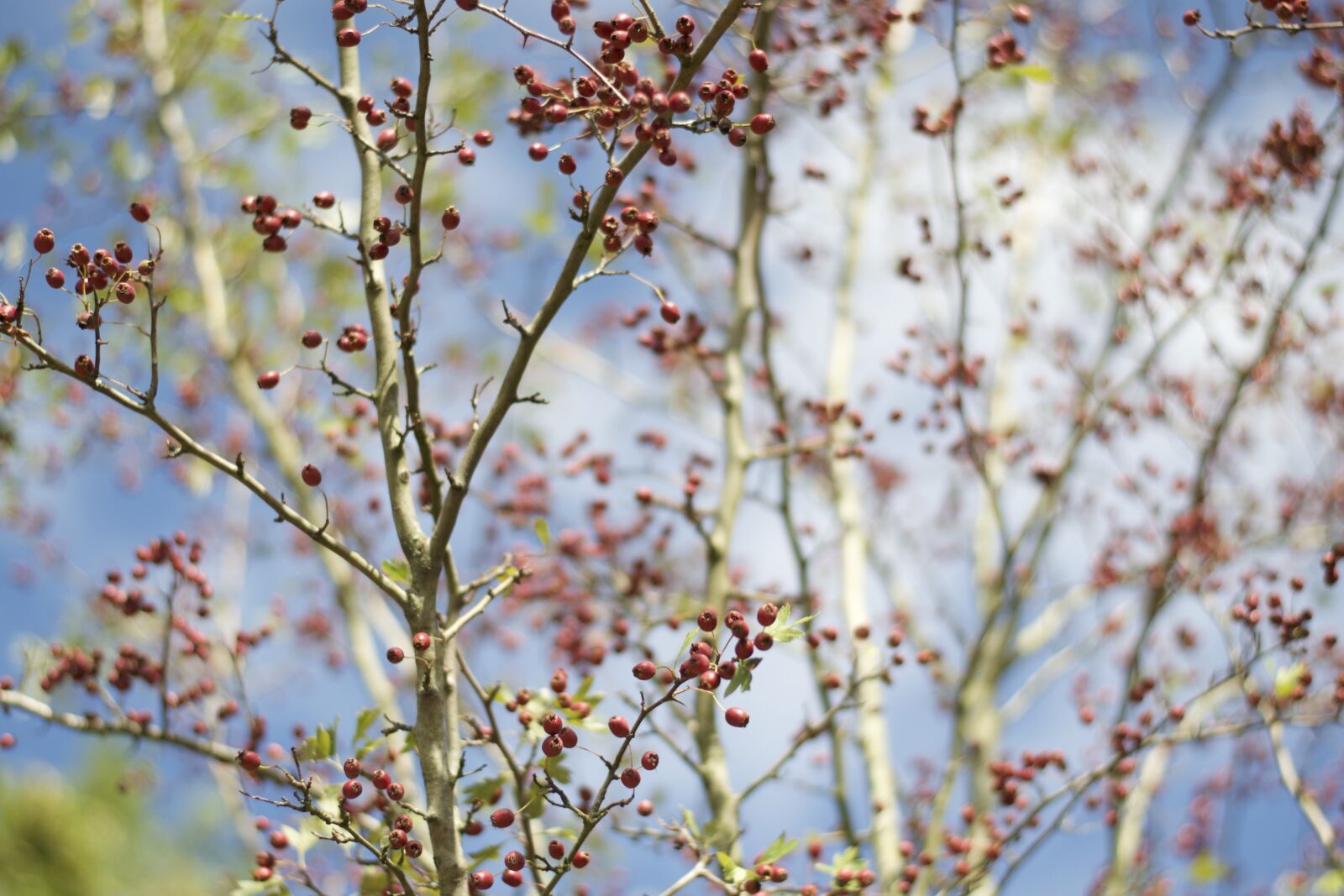 Nikon D3100 sample photo. Flower, tree, red photography