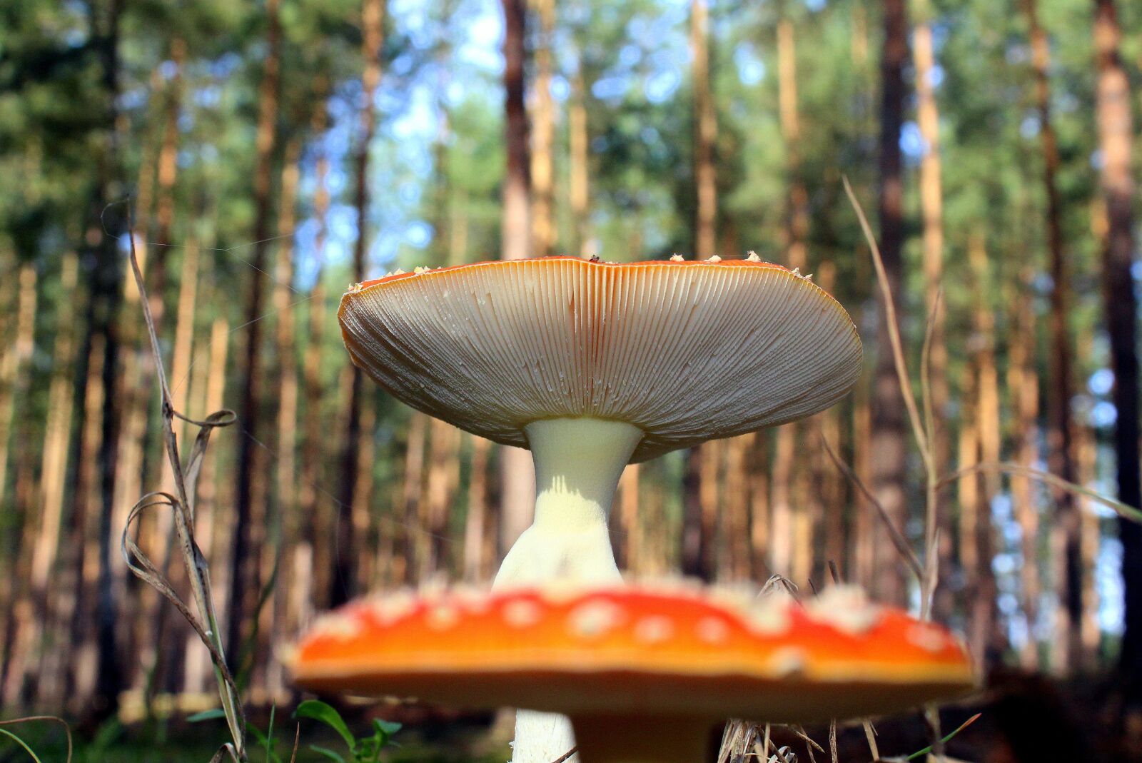 Canon EOS 1200D (EOS Rebel T5 / EOS Kiss X70 / EOS Hi) sample photo. Fly agaric red, forest photography