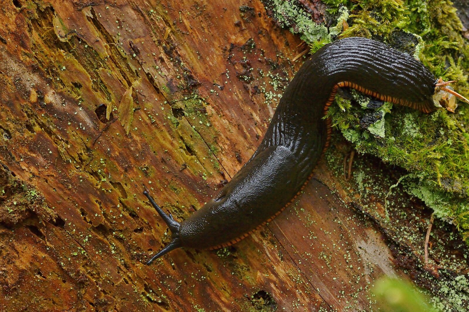 Nikon D5200 sample photo. Snail, large black slug photography