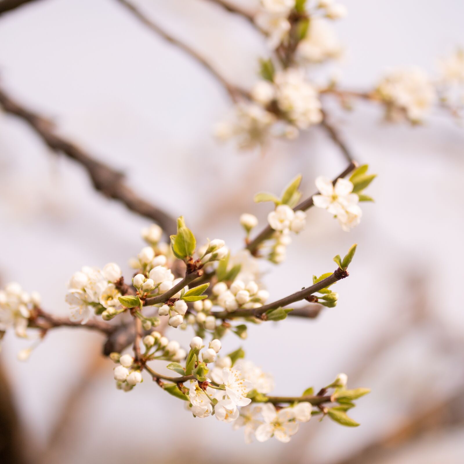 Canon EOS 70D + Sigma 50-100mm F1.8 DC HSM Art sample photo. Spring, flower, tree photography