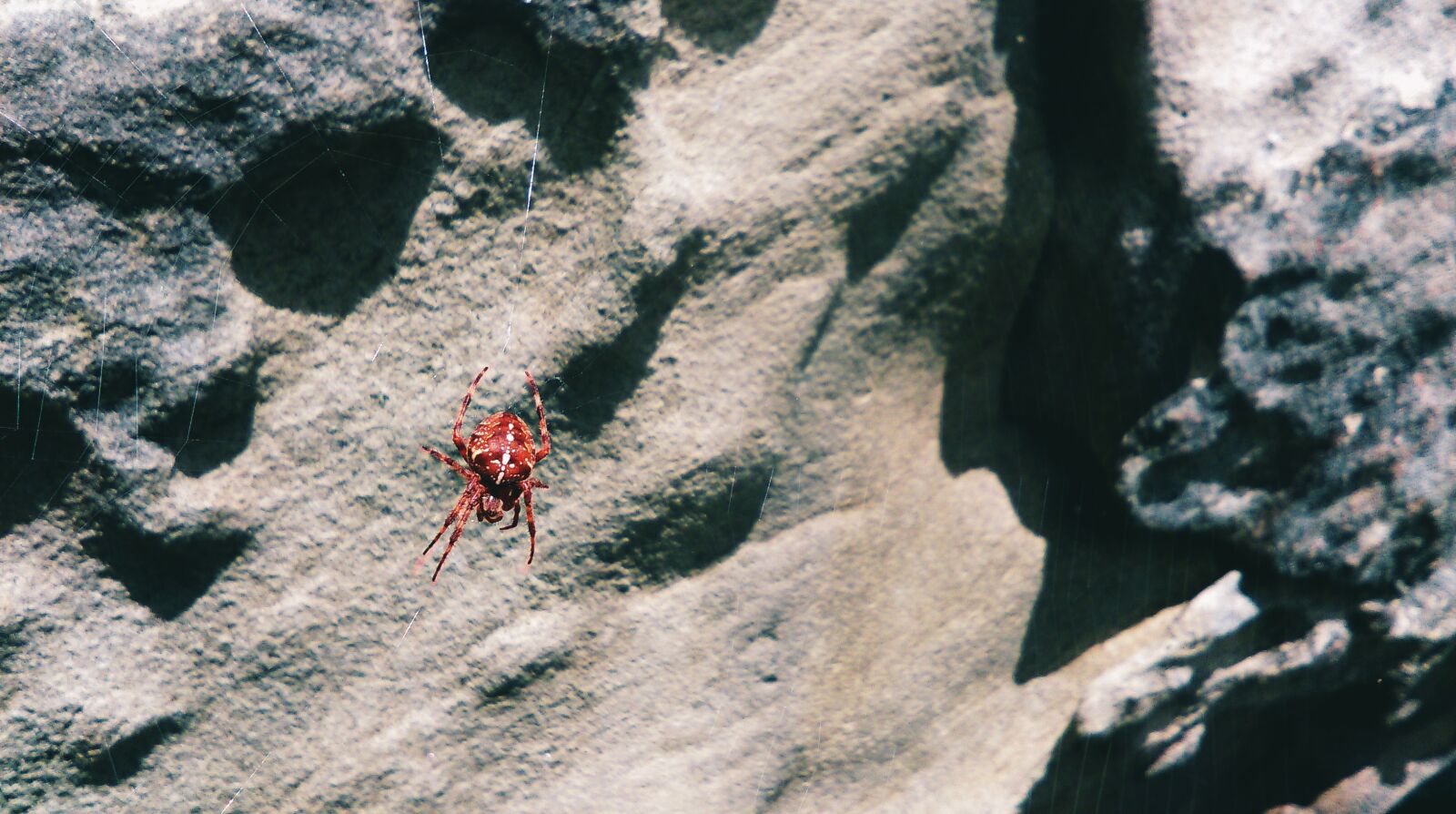 HTC DESIRE 610 sample photo. Rock, spider, spider web photography