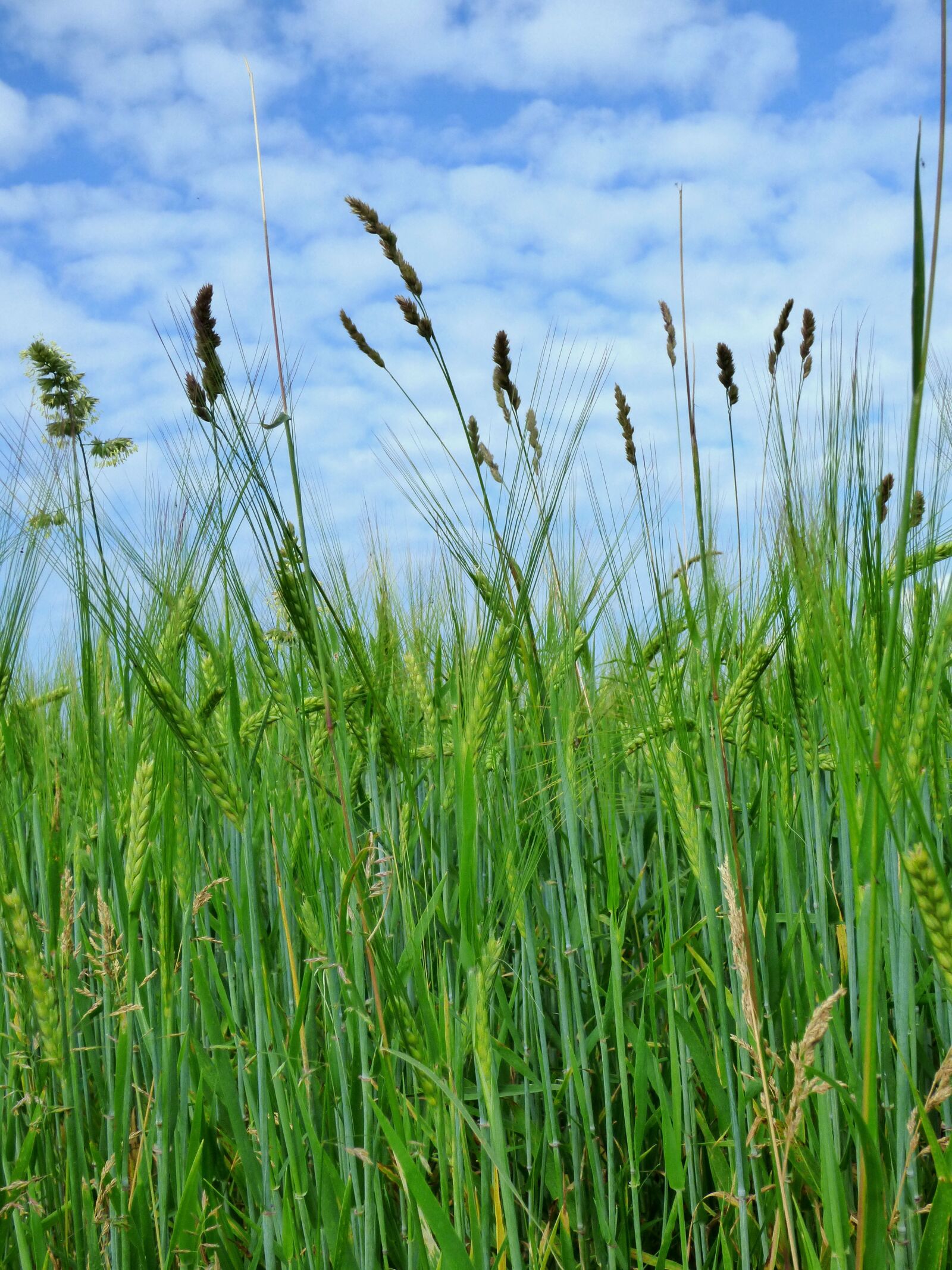 Panasonic DMC-FZ72 sample photo. Barley, sky, blue photography