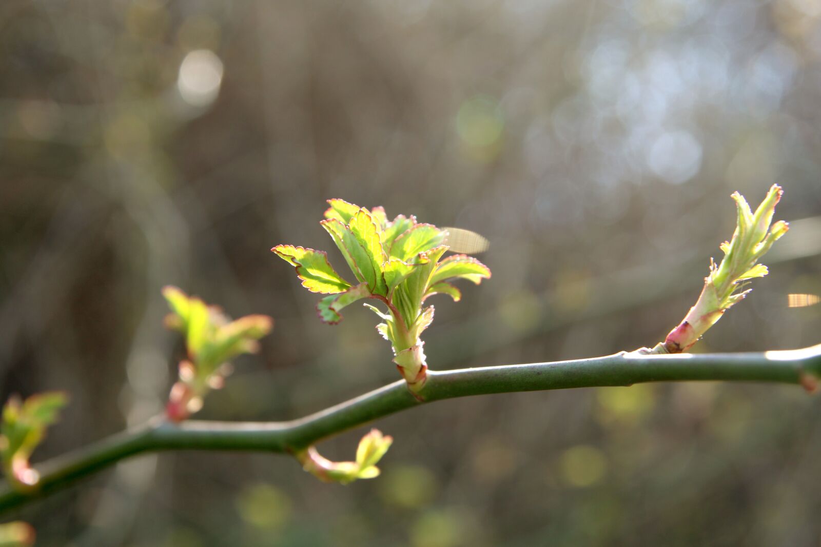 Canon EOS 70D sample photo. Spring, nature, plants photography