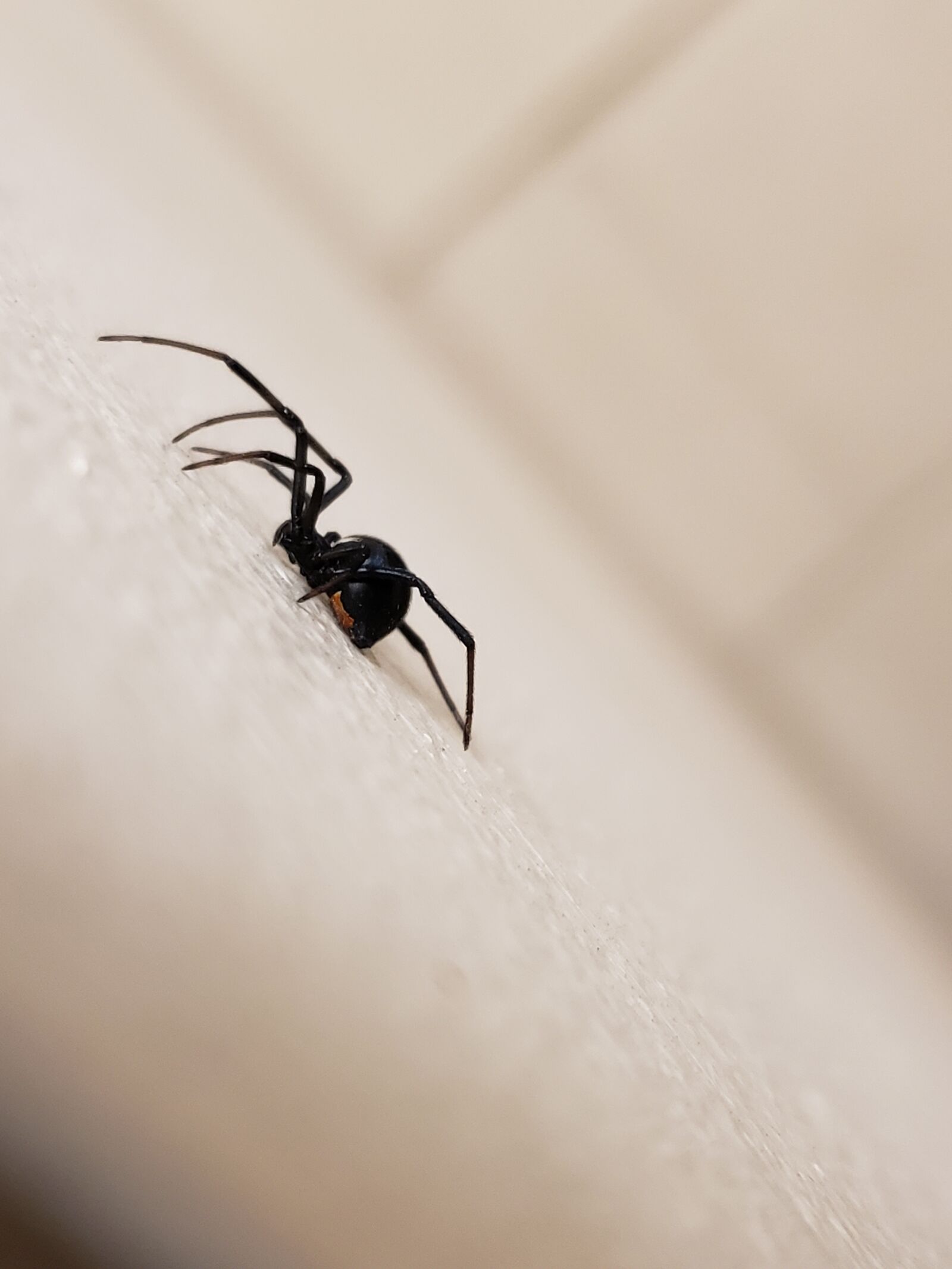 Samsung Galaxy Note9 sample photo. Spider, black widow, red photography