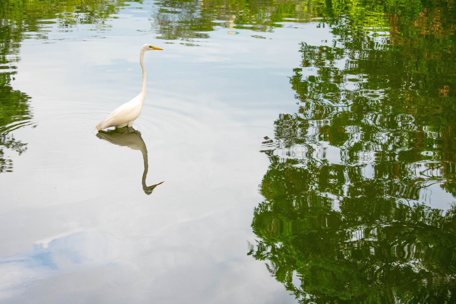 Nikon D3400 sample photo. Heron, ave, lake photography
