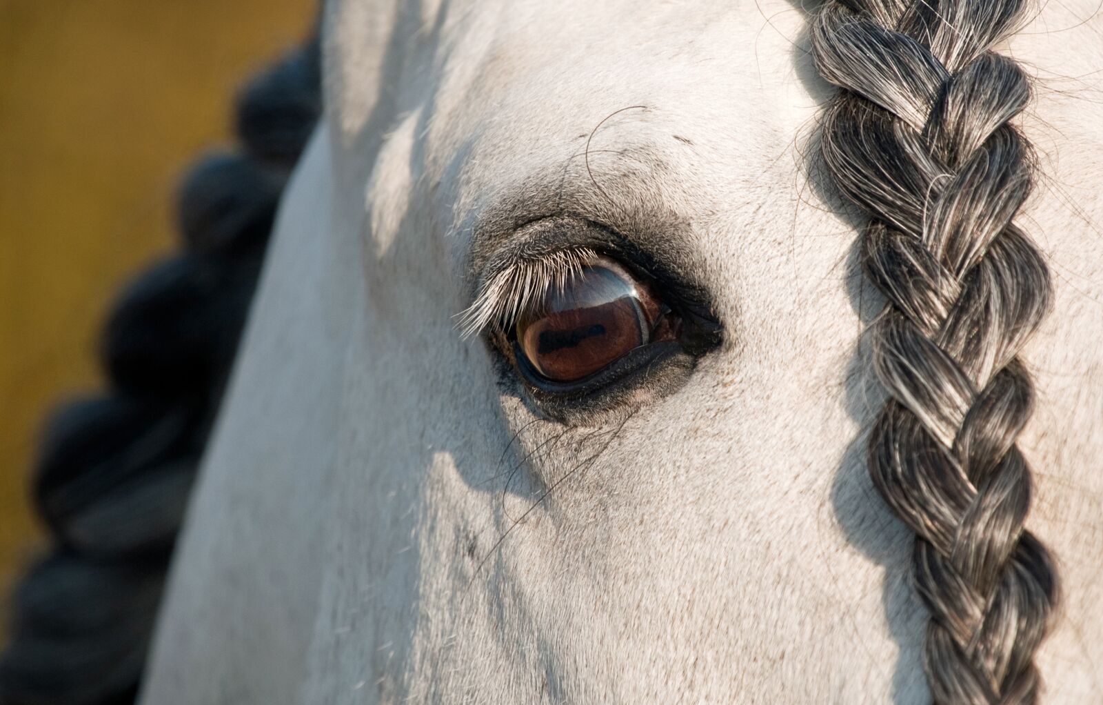 Nikon D300 sample photo. Horse, eye, look photography