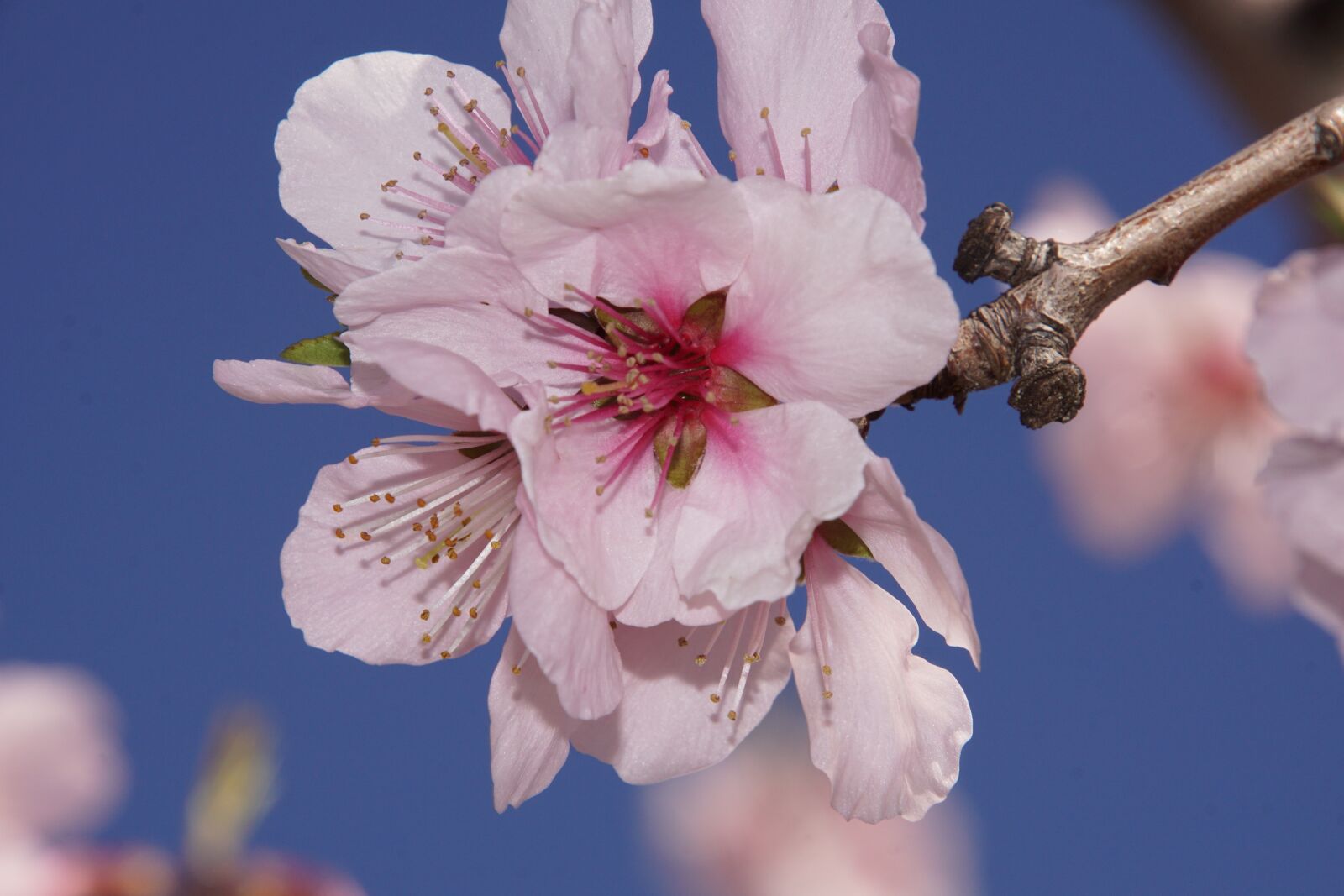 Sony ILCA-77M2 + Tamron 16-300mm F3.5-6.3 Di II VC PZD Macro sample photo. Almond blossom, blossom, palatinate photography
